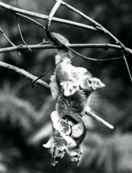 Un opossum lanoso, con i suoi tre piccoli aggrappati al corpo, pende da un ramo usando la coda prensile, Zoo di Londra, settembre 1913